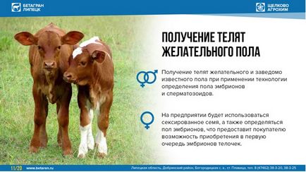 Трансплантація ембріонів нові можливості - agroxxi