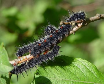 Traurnitsa - o insectă cu un nume trist