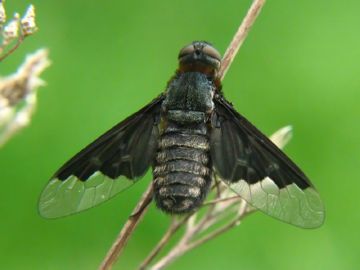 Traurnitsa - o insectă cu un nume trist