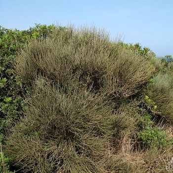 Ephedra iarbă fragilă și coapsa fotografie, aplicații și proprietăți ale ephedra