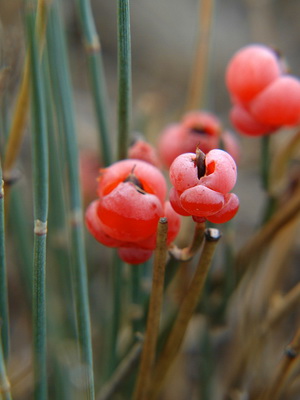 Ephedra iarbă fragilă și coapsa fotografie, aplicații și proprietăți ale ephedra