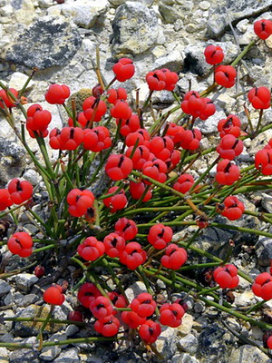 Ephedra iarbă fragilă și coapsa fotografie, aplicații și proprietăți ale ephedra