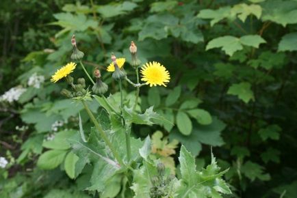 Grass scroafă de iarbă, câmp, proprietăți medicinale și utile ale plantelor, rețete de medicină populară,