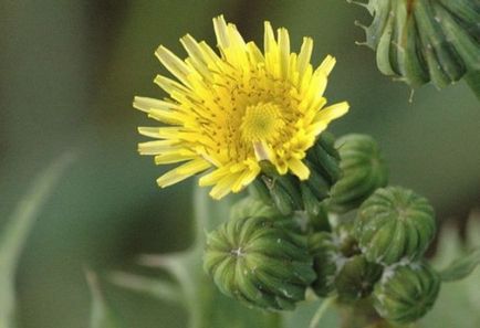 Grass scroafă de iarbă, câmp, proprietăți medicinale și utile ale plantelor, rețete de medicină populară,