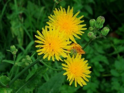 Grass scroafă de iarbă, câmp, proprietăți medicinale și utile ale plantelor, rețete de medicină populară,