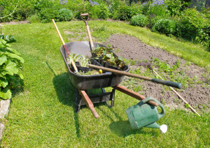 Cerințele culturilor de grădină și grădină la condițiile de cultivare, pentru