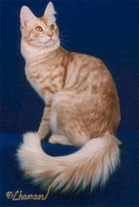 Angora turcă color - rase de pisici