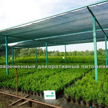 Thuja Western, cultivate în suburbii - articole - pepinieră decorativă modernă