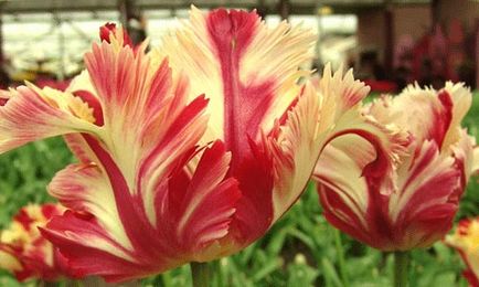 Tulipánok - a szakterületen a növekvő (virális) Tulipán - a művészet növekvő