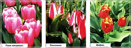 Tulipán - Beszámoló érdekes fajták és formák (fotó, videó), a helyszínen a kertben, ház és a szobanövények