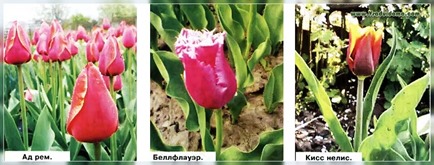 Тюльпани - огляд цікавих сортів і форм (фото і відео), сайт про сад, дачі і кімнатних рослинах