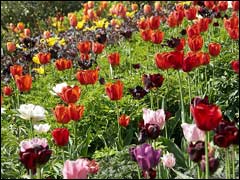 Тюльпани в саду посадка, догляд і цвітіння