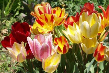 Tulipán polyanthous fajtaleírási, ültetés és gondozás