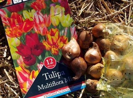 Tulipán polyanthous fajtaleírási, ültetés és gondozás