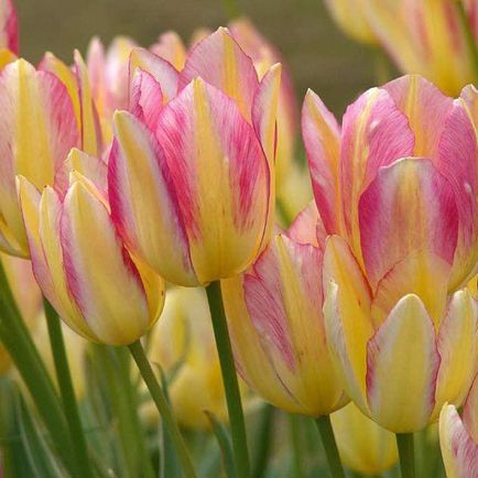 Tulip descriere multiflora de soiuri, plantare și de îngrijire