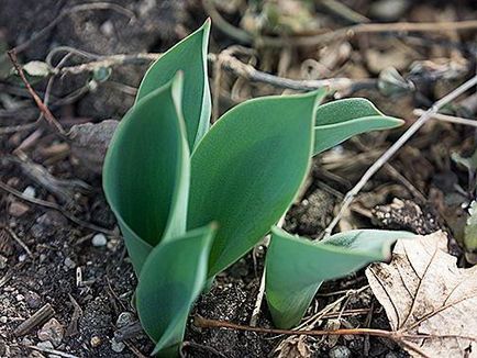 Tulipán polyanthous fajtaleírási, ültetés és gondozás