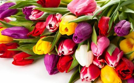 Tulip descriere multiflora de soiuri, plantare și de îngrijire