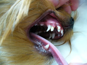 Видалення молочних зубів у собак