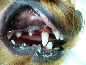 Видалення молочних зубів у собак