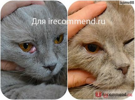 vetklinik услуги пролапс на жлезата на третия век