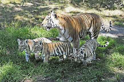 Szibériai tigris - az állat a piros könyv