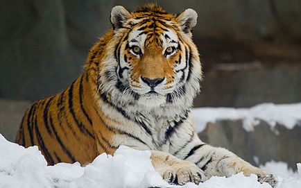 Уссурійський тигр - тварина з червоної книги