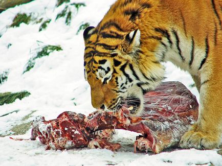 Szibériai tigris - az állat a piros könyv
