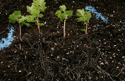 Care fekete ribizli a betakarítás után, milyen a növény, és nő