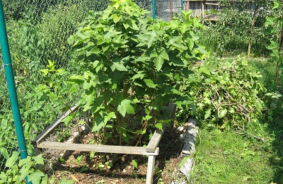Grija pentru coacăze negre după recoltarea plantelor și a creșterii