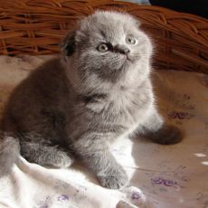 Törődés a Scottish fold kiscica