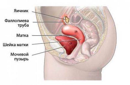 Узі органів малого таза, що може показати