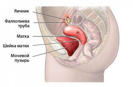 A kismedencei ultrahang, amelyek arra utalhatnak