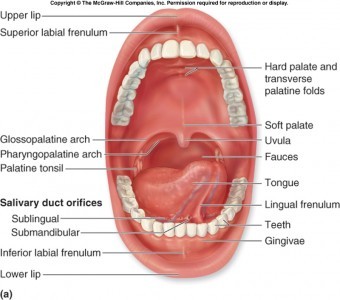 Tema importantă a structurii cavității orale umane