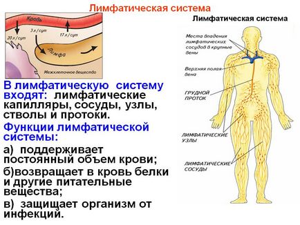 Important despre sistemul limfatic uman