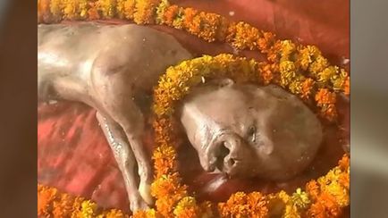 В Индия, теле родени с човешко лице, в блога Ната-ша, щифт