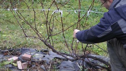 Виноградна лоза украваем на зиму, обрізка і зберігання