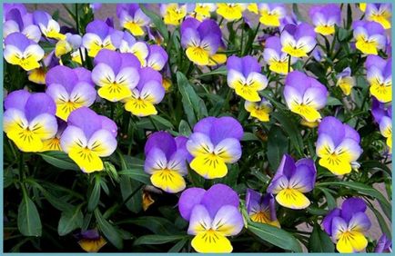 Plantare și îngrijire violă, o combinație în designul peisajului, cultivarea și varietatea de reproducere în aer liber