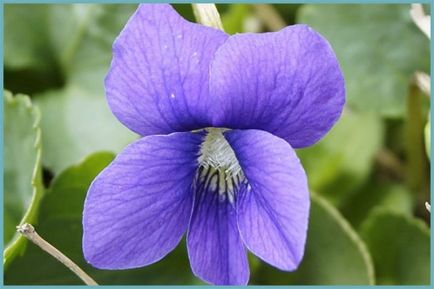 Plantare și îngrijire violă, o combinație în designul peisajului, cultivarea și varietatea de reproducere în aer liber