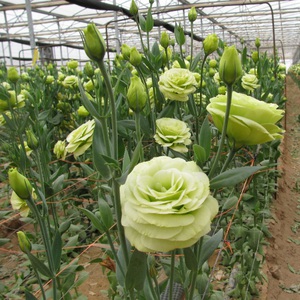 Növekvő eustomy éves tenyésztési rózsa, növényekkel gyökér, ápolási lisianthus