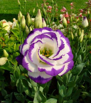 Növekvő eustomy éves tenyésztési rózsa, növényekkel gyökér, ápolási lisianthus