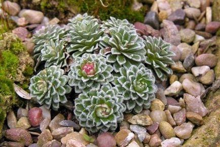 Cresterea saxifrage la domiciliu - saxifrage de reproducere si ingrijire, udarea saxifrage si