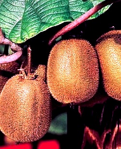 Cultivarea cultivării kiwi-actinidiei, oferindu-vă propriile mâini