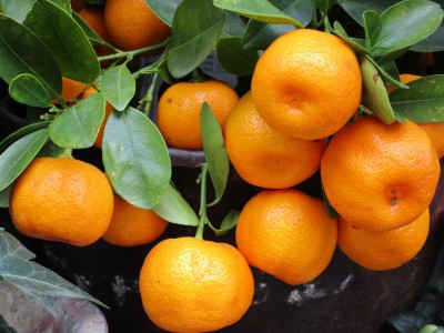 Cultivarea mandarinei în plantarea și îngrijirea solului deschis