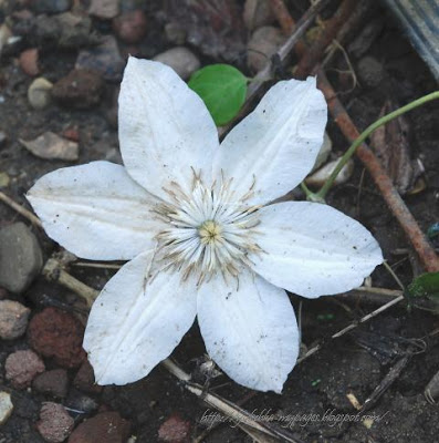 Hímzés szalagok, virágok - gerbera, iszalag és nefelejcs, anyám kreativitás