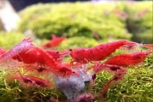 Cherry creveți conținutul de îngrijire în acvariu