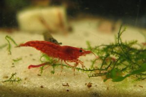 Cherry creveți conținutul de îngrijire în acvariu