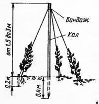 Tall paradicsomfajta tartókra (kert - paradicsom)