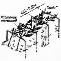 Високорослі сорти помідорів на опорах (город - помідори)