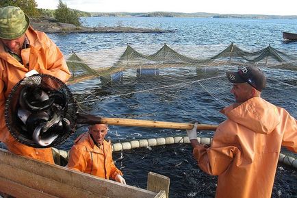 În Karelia, va fi creat întregul ciclu de producție de păstrăvi - ziarul rus