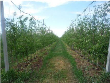 Hatása csepegtető öntözés rendszerek termelékenységének intenzív alma gyümölcsös Gobelin